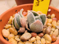 Crassula tomentosa